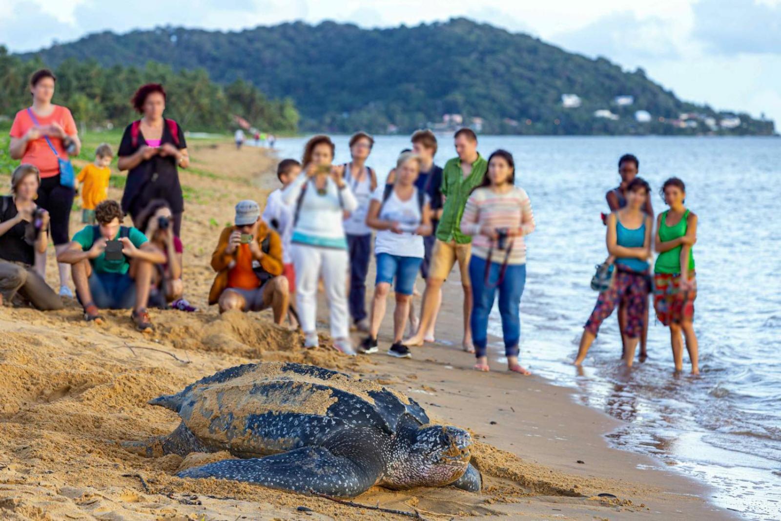 Le Petit Marin Des Salines A 0 Metre De La Plage Remire-Montjoly 外观 照片
